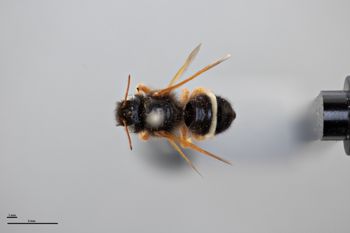 Media type: image;   Entomology 789976 Aspect: habitus dorsal view